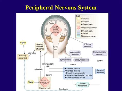 The Peripheral Nervous System ppt video online download