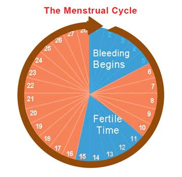 The Relationship of Menstrual Cycle & Pregnancy | i can, India