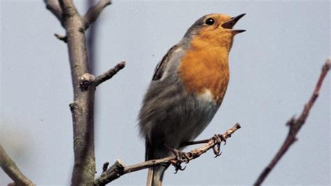 The RSPB: Birdwatching: Nocturnal song