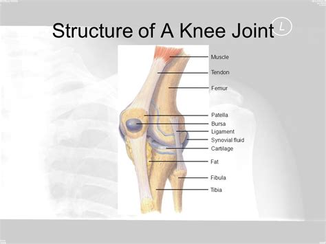 The Skeletal System.   ppt video online download