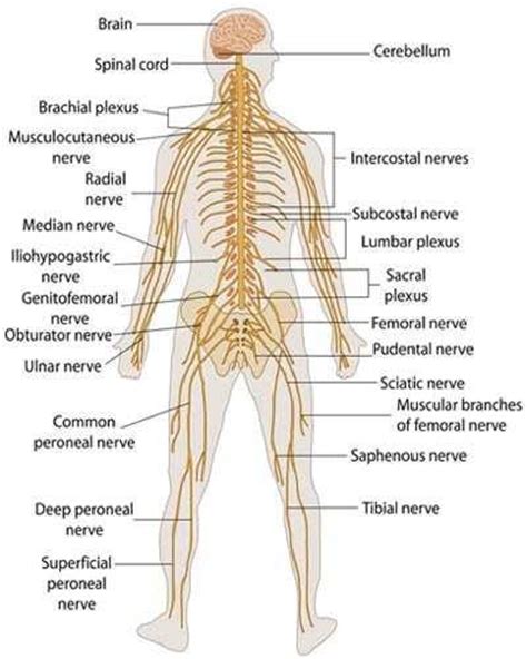 The structure and importance of the nervous system ...