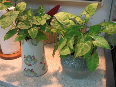 The Stuff Closet: Growing House Plants in Water