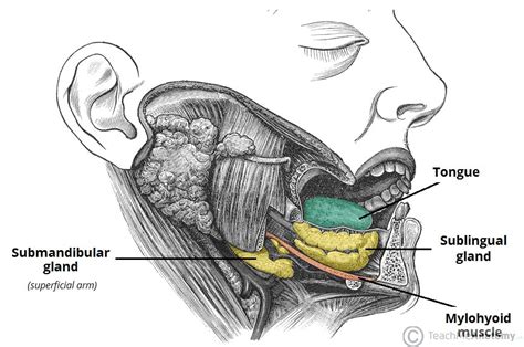 The Submandibular Gland   Structure   Vasculature ...