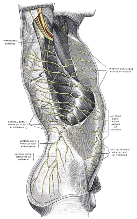 The Thoracic Nerves   Human Anatomy
