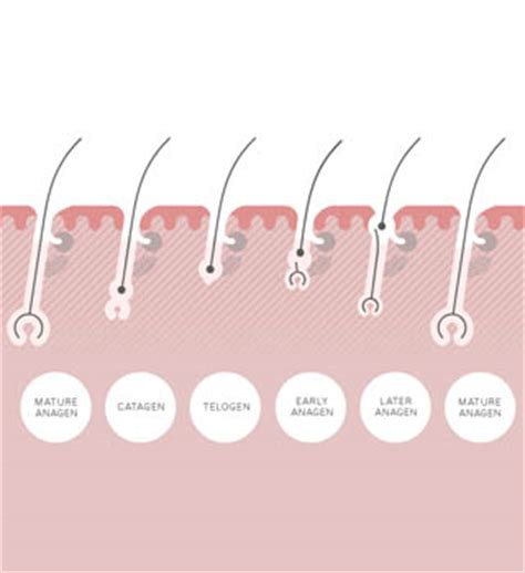 The Three Stages Of The Hair Growth Cycle | Philip ...
