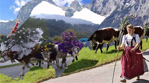 The Tirol Cow Festival   Austria  HD1080p    YouTube