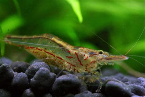 The Top 5 Shrimp for the Freshwater Aquarium ...
