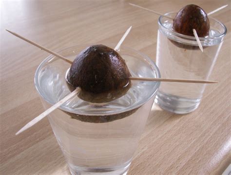The Trick To Growing An Avocado Tree Indoors   Off The ...