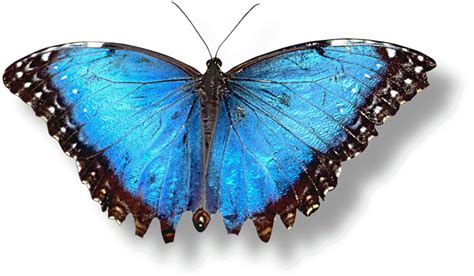 The Uranium Diaries: Mariposas   Butterflies