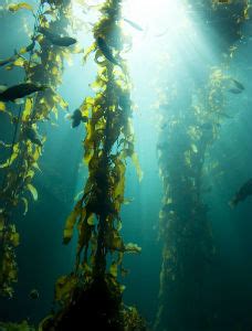 The Weight Loss Benefits of Kelp