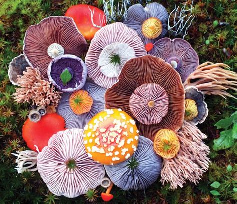 The Witch Is In • voiceofnature: Mushroom landart by Jill ...