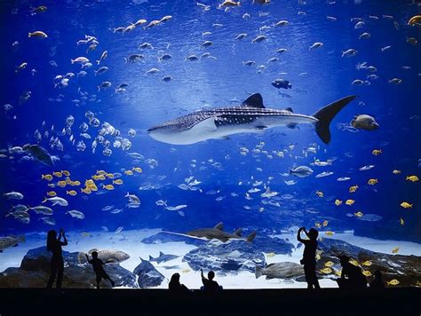 The World s Largest Aquarium | Beluga whale, Whales and Sharks