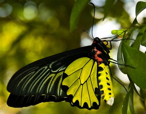The World’s Most Beautiful Butterflies | Butterflies World