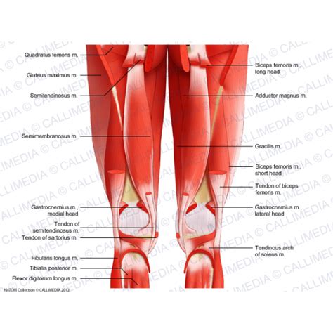 Thigh, Knee   Posterior view   Deep muscles