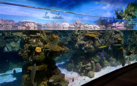 Things to do in Barcelona   visit the Aquarium