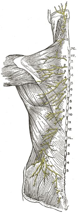Third occipital nerve   Wikipedia