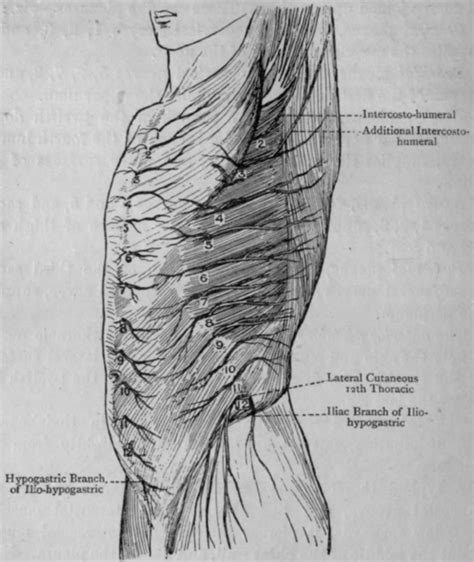Thoracic nerves; Pectoral Nerves