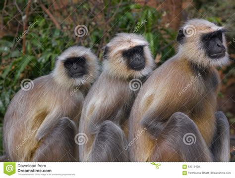 Three Monkeys Stock Photo | CartoonDealer.com #24637080