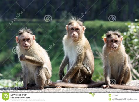 Three Monkeys Stock Photo   Image: 7231590