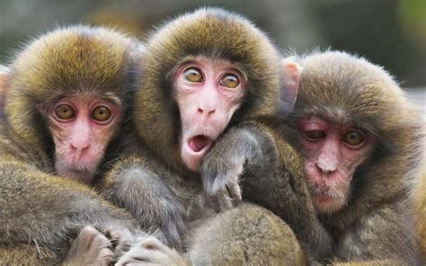 Three monkeys wallpaper | animals | Wallpaper Better