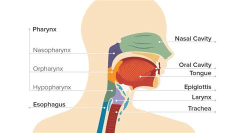 Throat Cancer: Causes, Symptoms, and Diagnosis