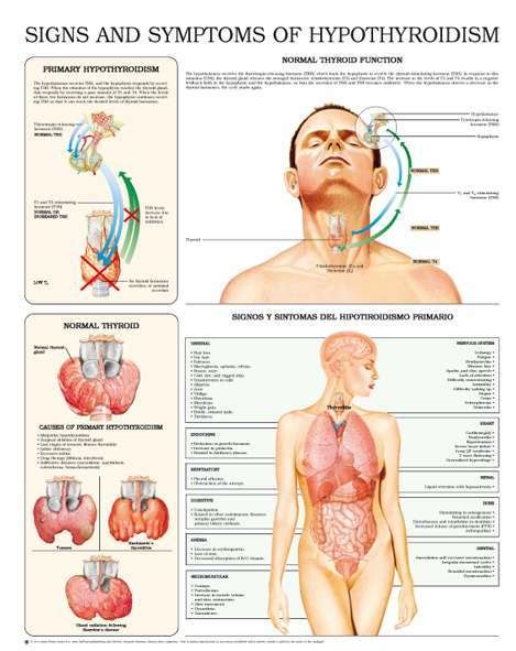 Thyroid Report