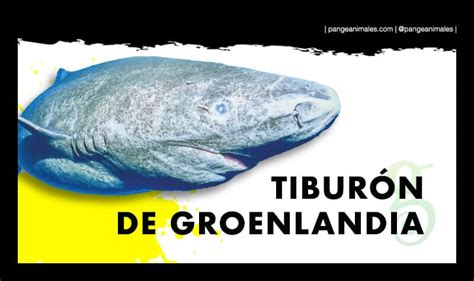 Tiburón de Groenlandia: Qué come, Cuánto vive y Hábitat ...