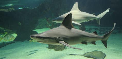 tiburon gris aquarium madrid