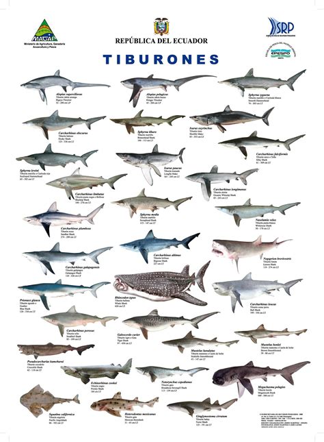 Tiburones en peligro: realidades y mito | tecnicas ...