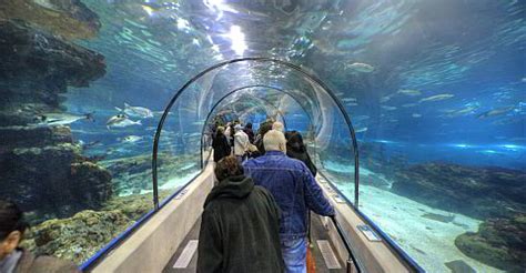 Tickets for the Aquarium in Barcelona