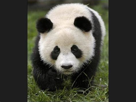 Tierna imagen de osito panda [22 7 17]