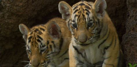tiger cubs gif | Tumblr