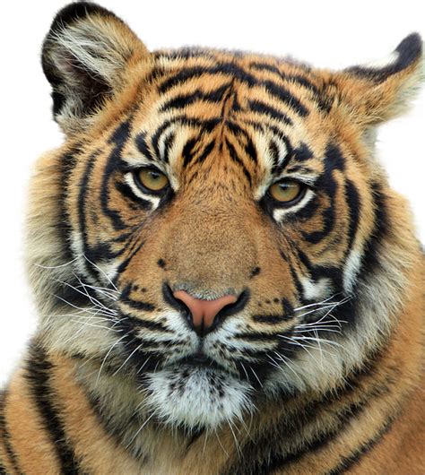 Tiger Feline Animal · Free image on Pixabay