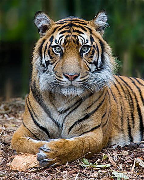 Tiger   Formal Portrait Royalty Free Stock Photos   Image ...