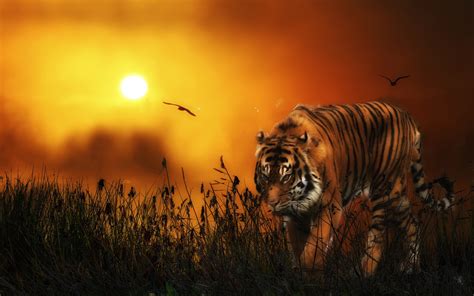 Tiger HD Wallpapers | Tiger Pictures Free Download 1080p ...