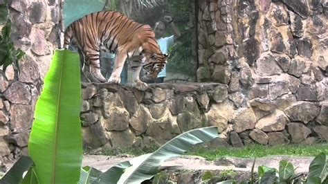 Tiger in Zoologico de Cali, Colombia   YouTube