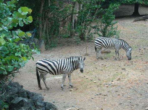 Tiger   Picture of Mayaguez Zoo, Mayaguez   TripAdvisor