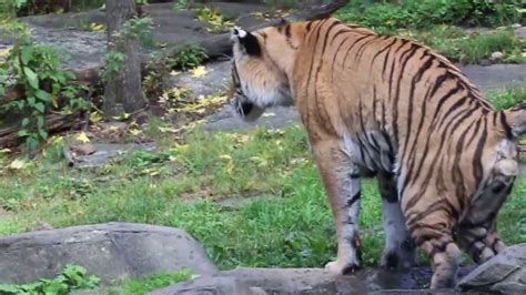 Tiger Pissing   Rare Video   YouTube