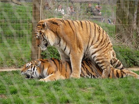 Tiger Reproduction   Animal Facts and Information