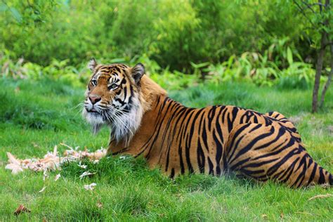 Tiger Territory | Zoological Society of London  ZSL