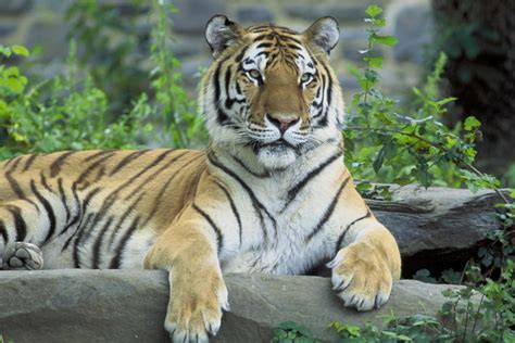 Tigre de Siberia panthera tigris altaica