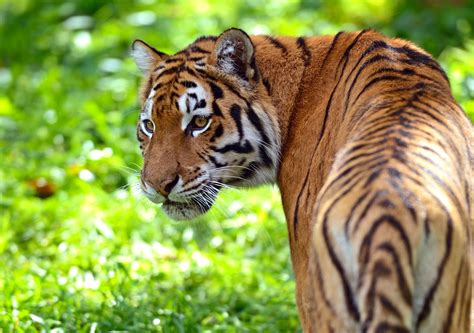 Tigre   ecologia, características, subespécies e fotos de ...