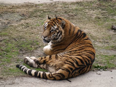 Tigre en el Zoo de Madrid | fotos de Viajes y vacaciones