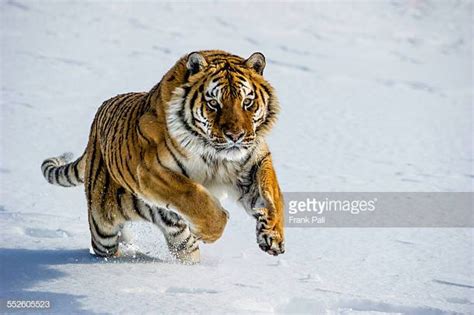 Tigre Siberiana Foto e immagini stock | Getty Images