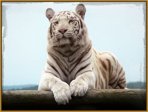 Tigre Siberiano Blanco Pictures to Pin on Pinterest ...