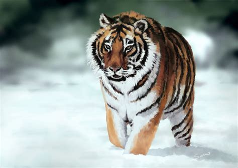 Tigre Siberiano by edersuria on DeviantArt