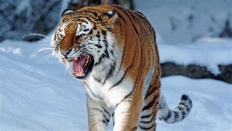 Tigre siberiano | Características, alimentación ...