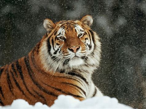 Tigre siberiano en la nieve fondo de pantalla fondos de ...