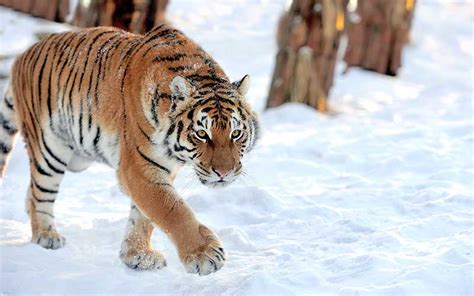 Tigre Siberiano   Información y Características