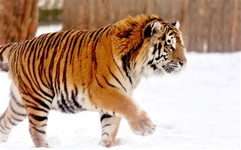 Tigre Siberiano   Información y Características